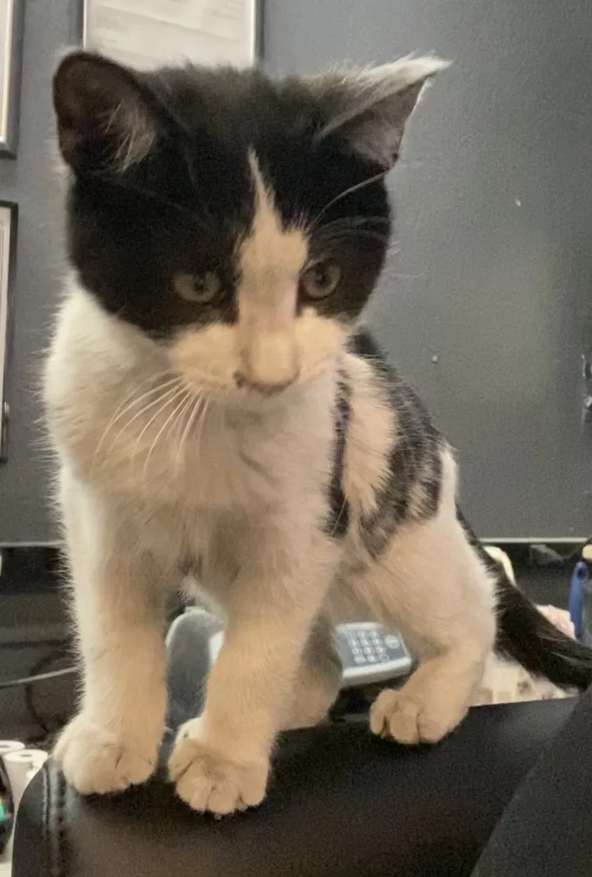 Lost cat in Las Vegas, NV, 89102