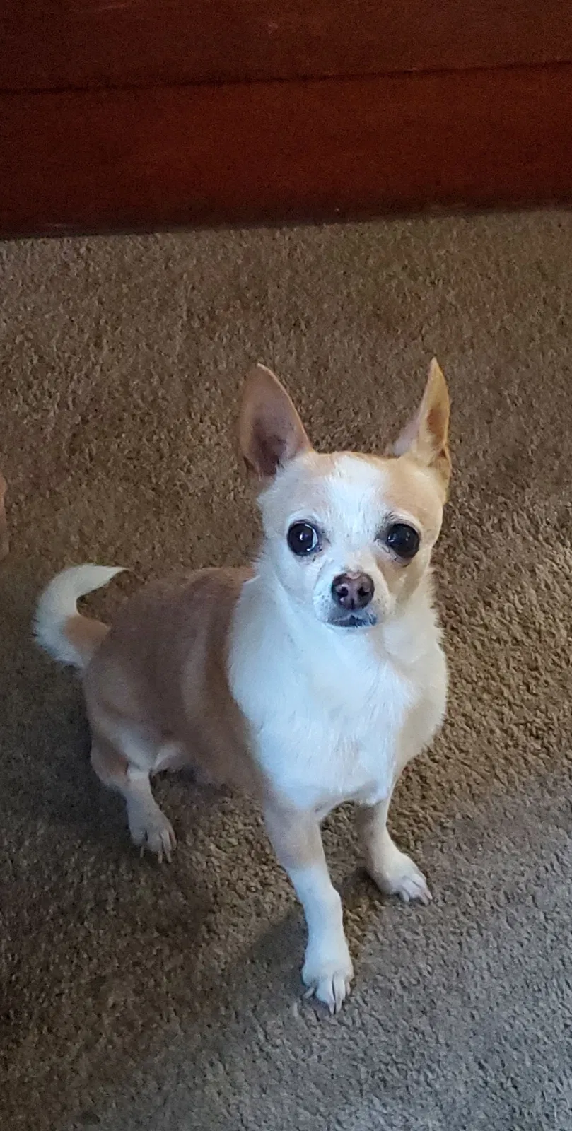 Lost dog in Riverside, CA, 92501
