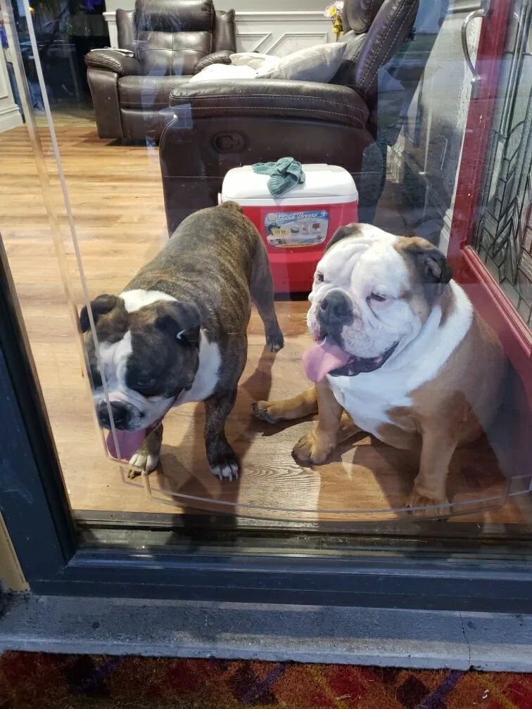 Lost dog in Terrell, TX, 75160