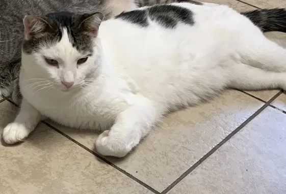 Lost cat in Fairburn, GA, 30213