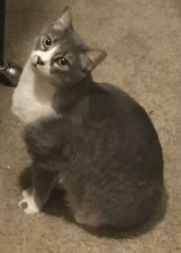 Lost cat in Vancouver, WA, 98686
