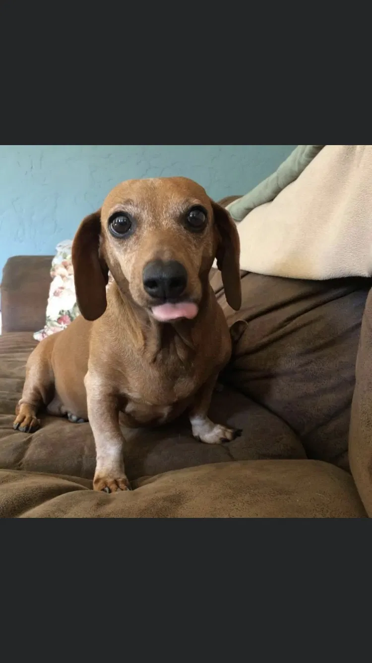 Lost dog in Rio Vista, TX, 76093