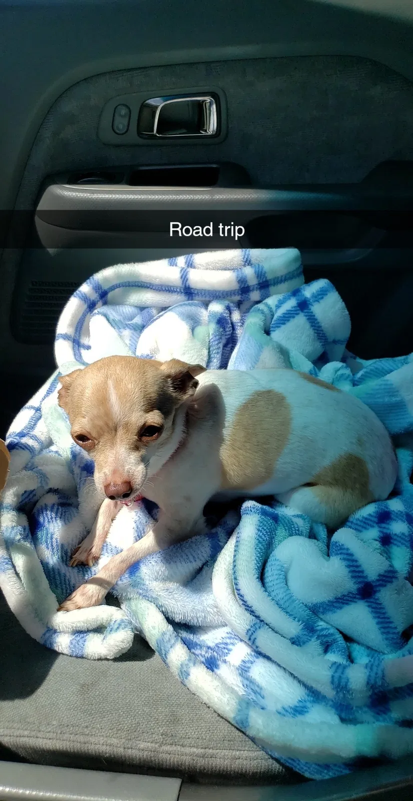 Lost dog in San Diego, CA, 92154