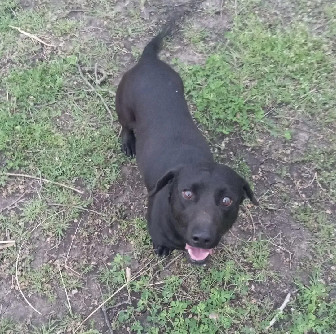Found dog in Whitesboro, TX, 76273
