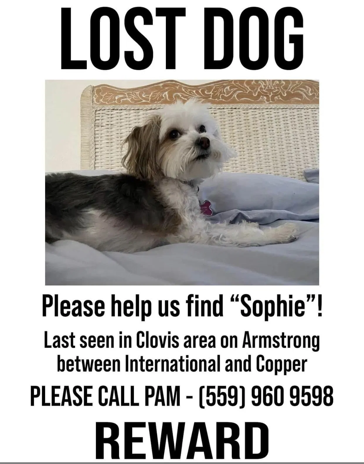 Lost dog in Clovis, CA, 93619