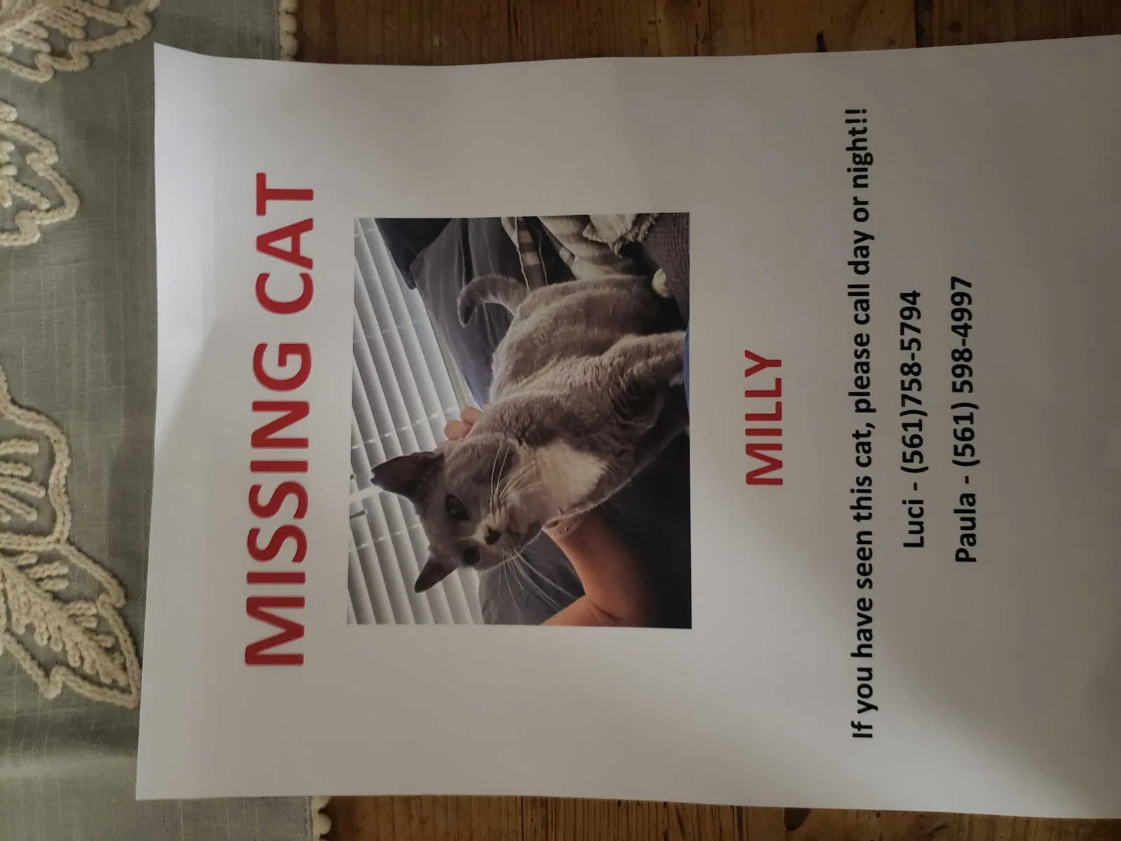 Lost cat in Pompano Beach, FL, 33073