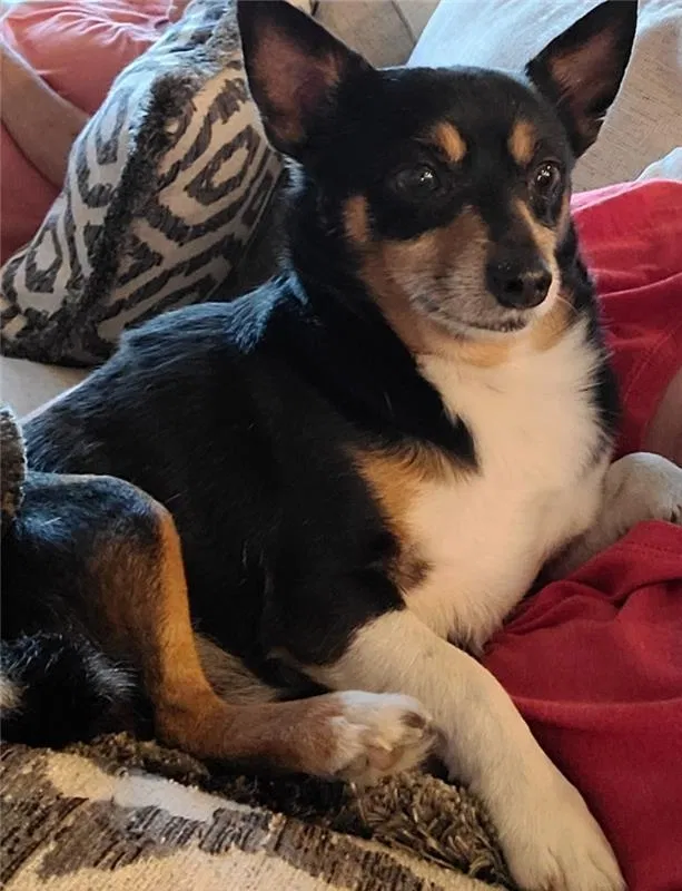 Lost dog in West Des Moines, IA, 50265