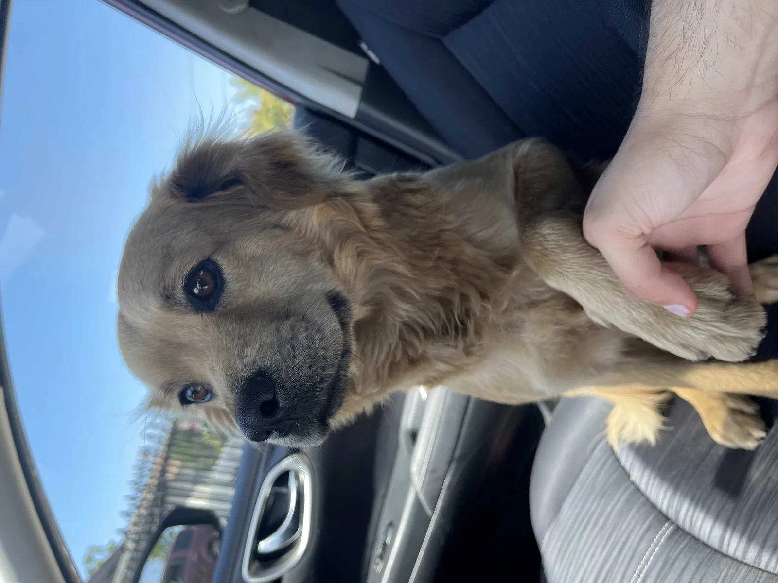 Lost dog in Maywood, CA, 90270