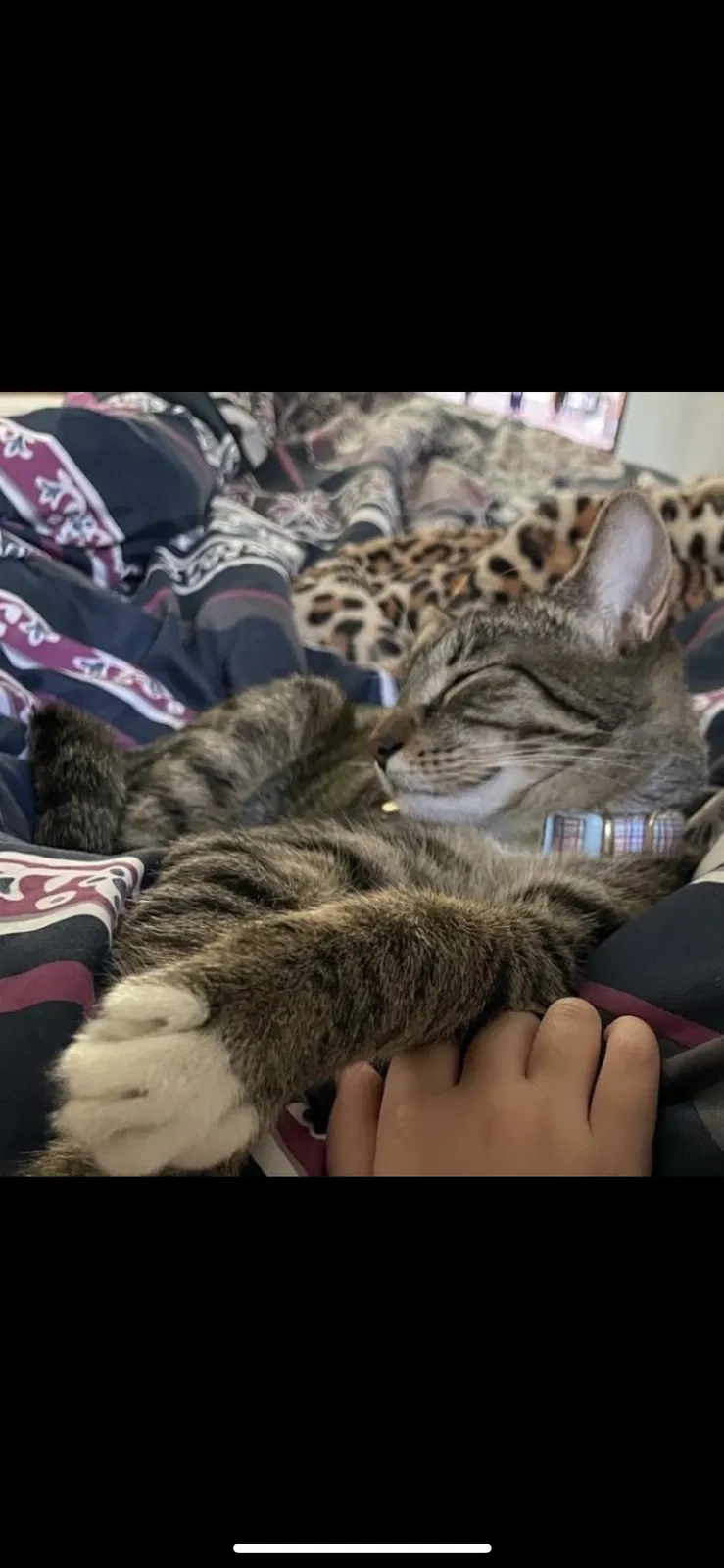 Lost cat in Spring Hill, FL, 34610