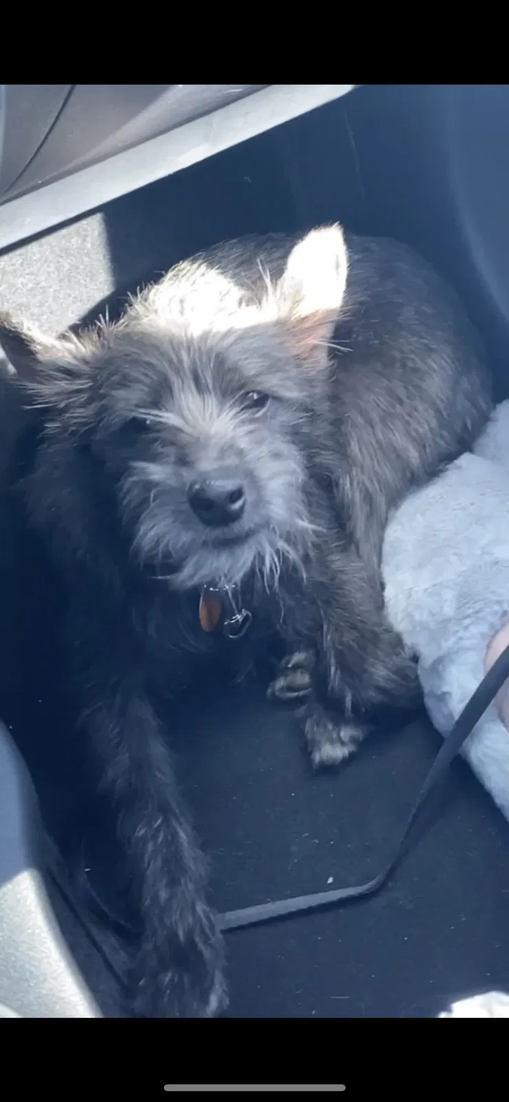 Lost dog in Las Vegas, NV, 89102
