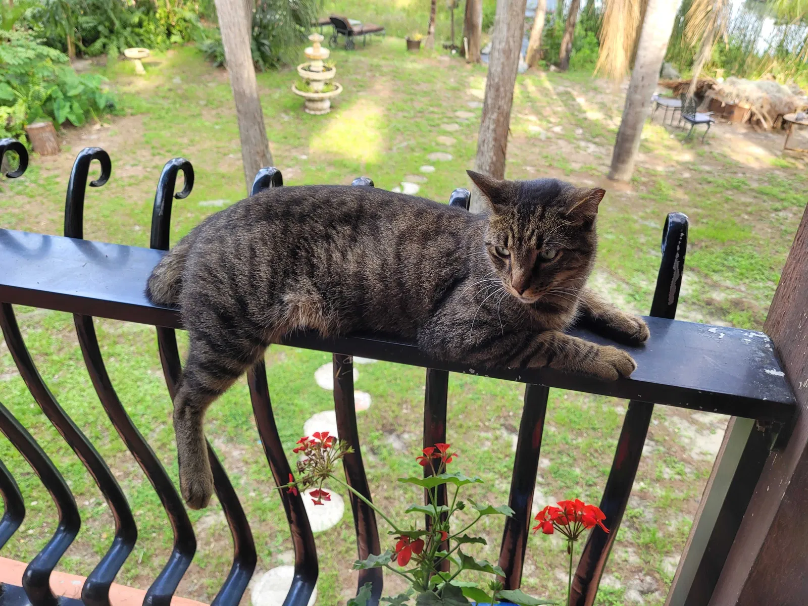 Lost cat in Clermont, FL, 34711
