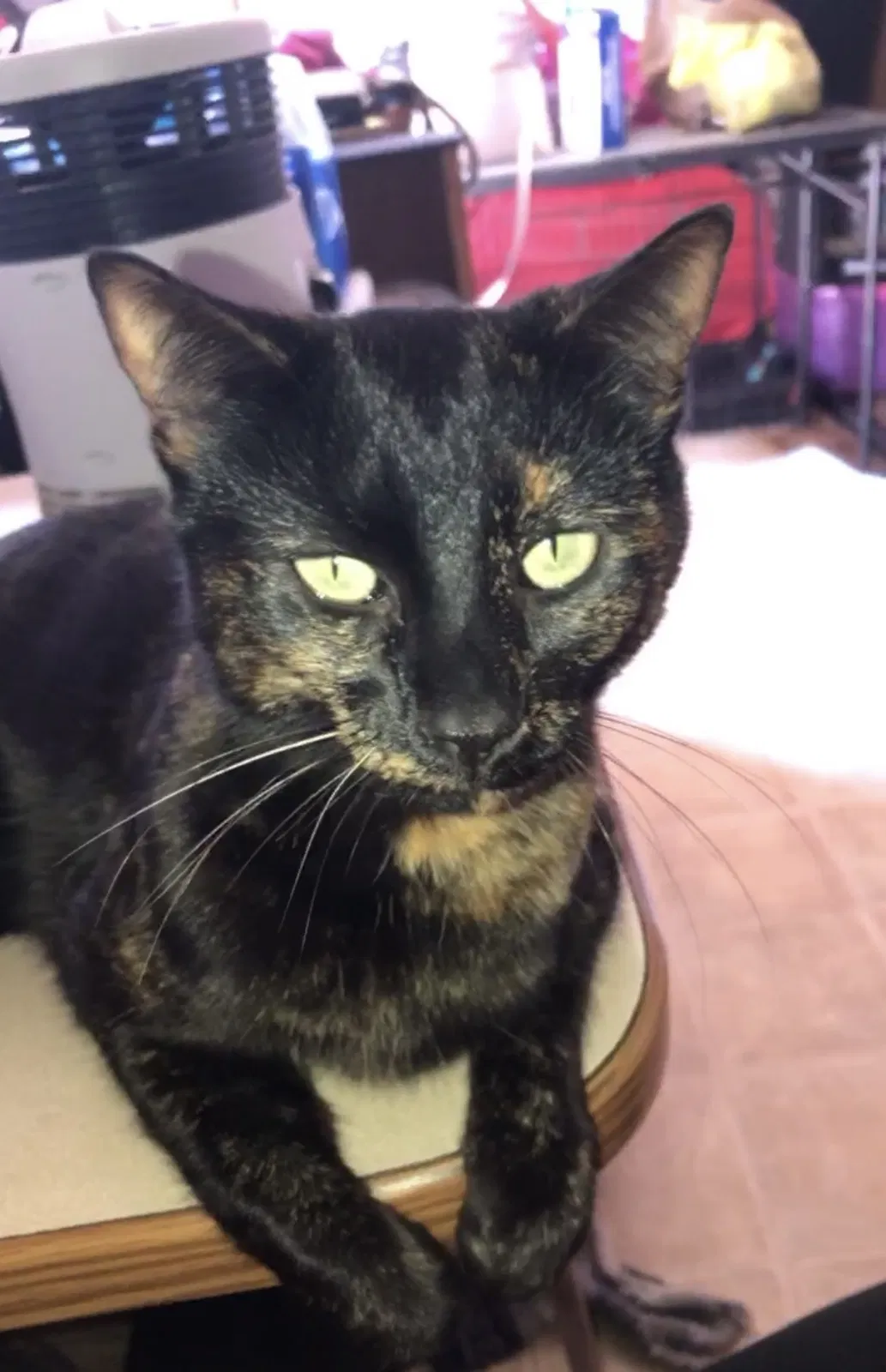 Lost cat in Kingsville, TX, 78363