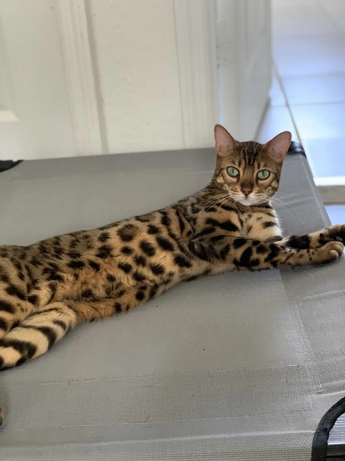 Lost cat in Homestead, FL, 33035