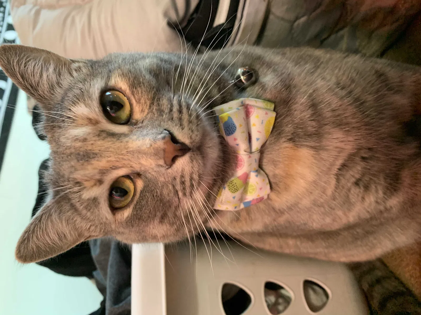 Lost cat in Fort Collins, CO, 80528