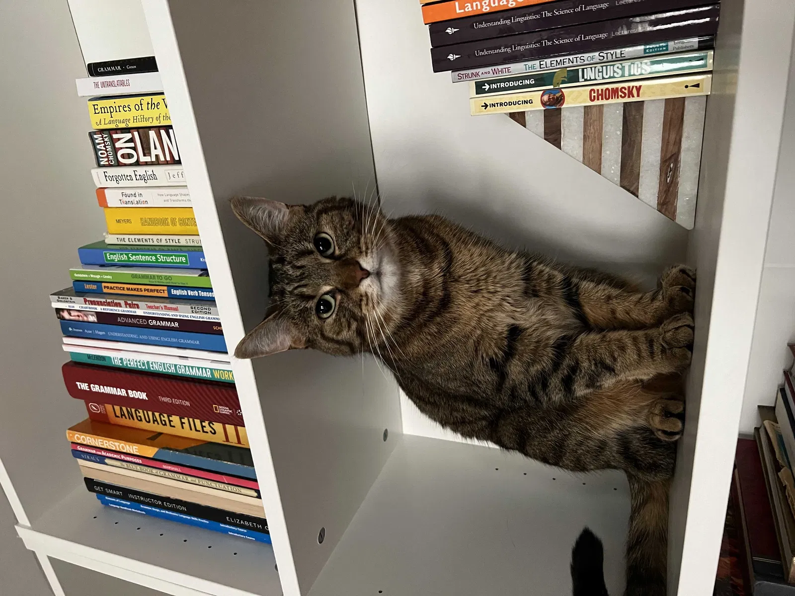 Lost cat in Columbus, OH, 43212