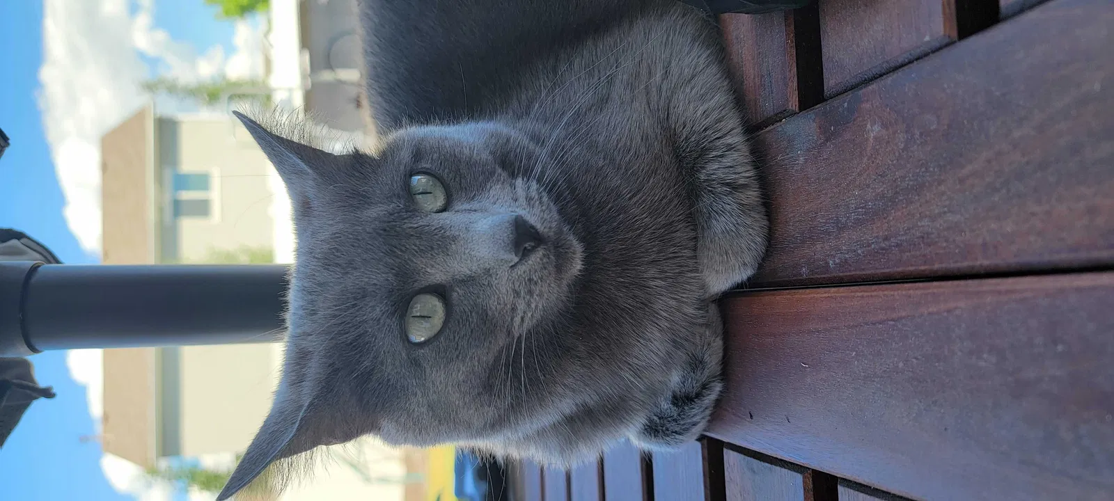 Lost cat in Cary, NC, 27519
