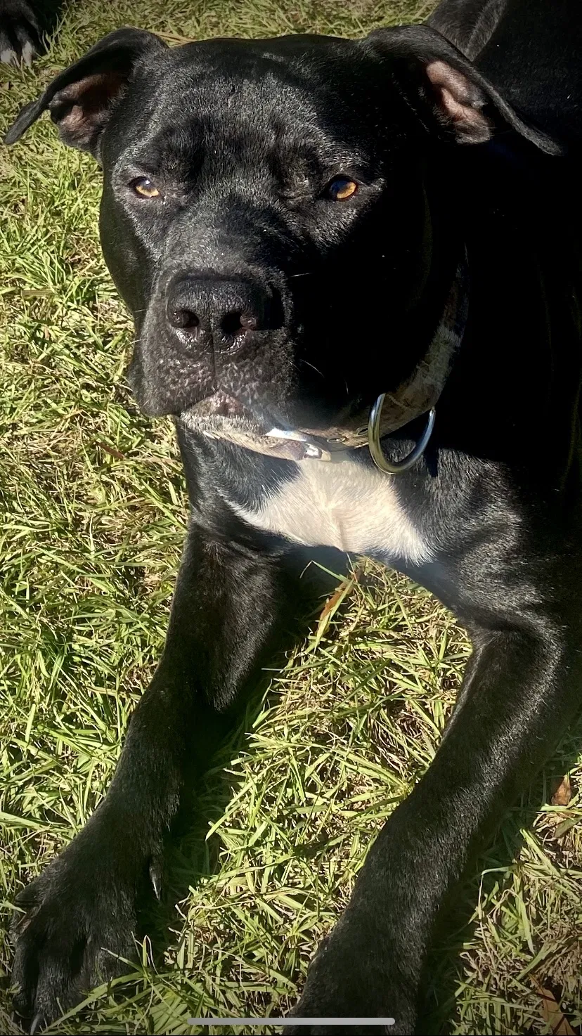Lost dog in Saucier, MS, 39574
