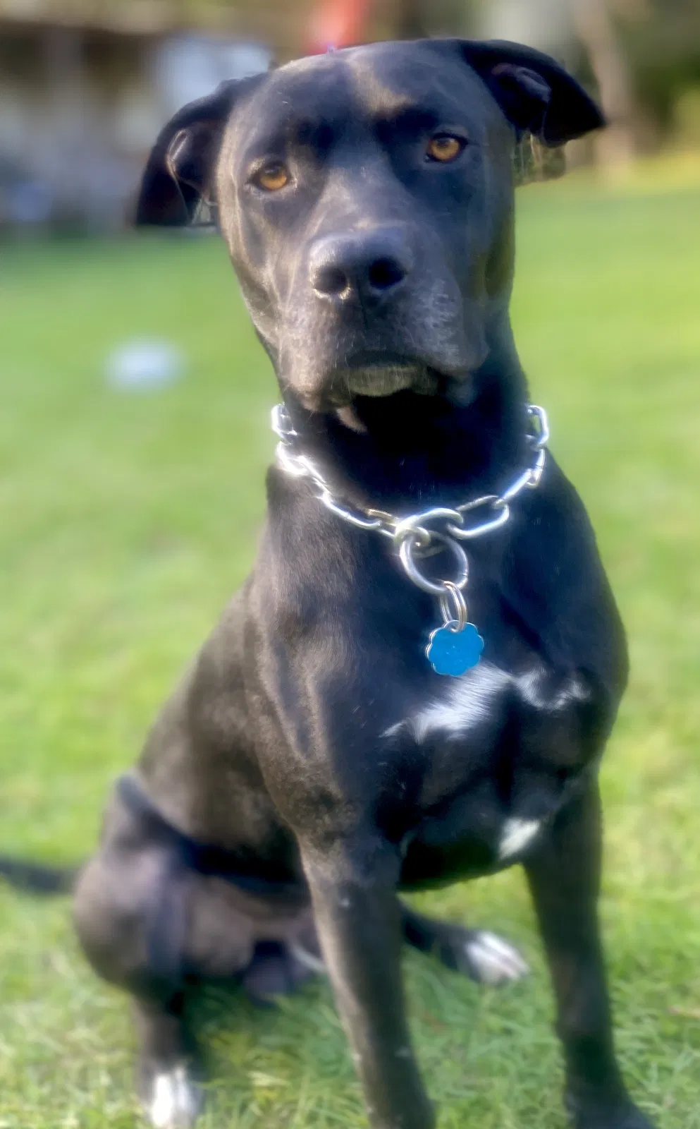 Lost dog in Saucier, MS, 39574