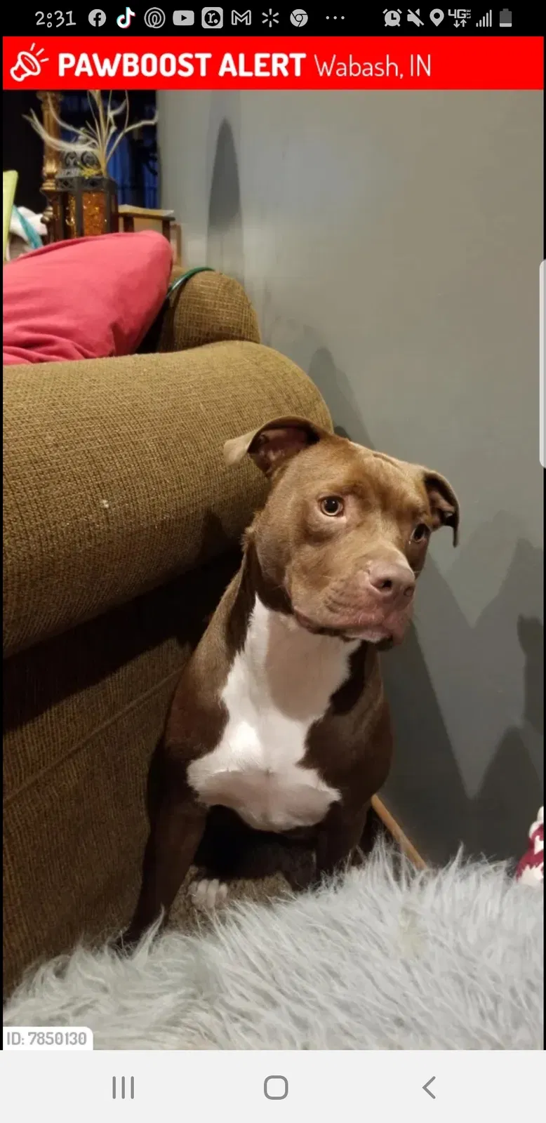 Lost dog in Roann, IN, 46974