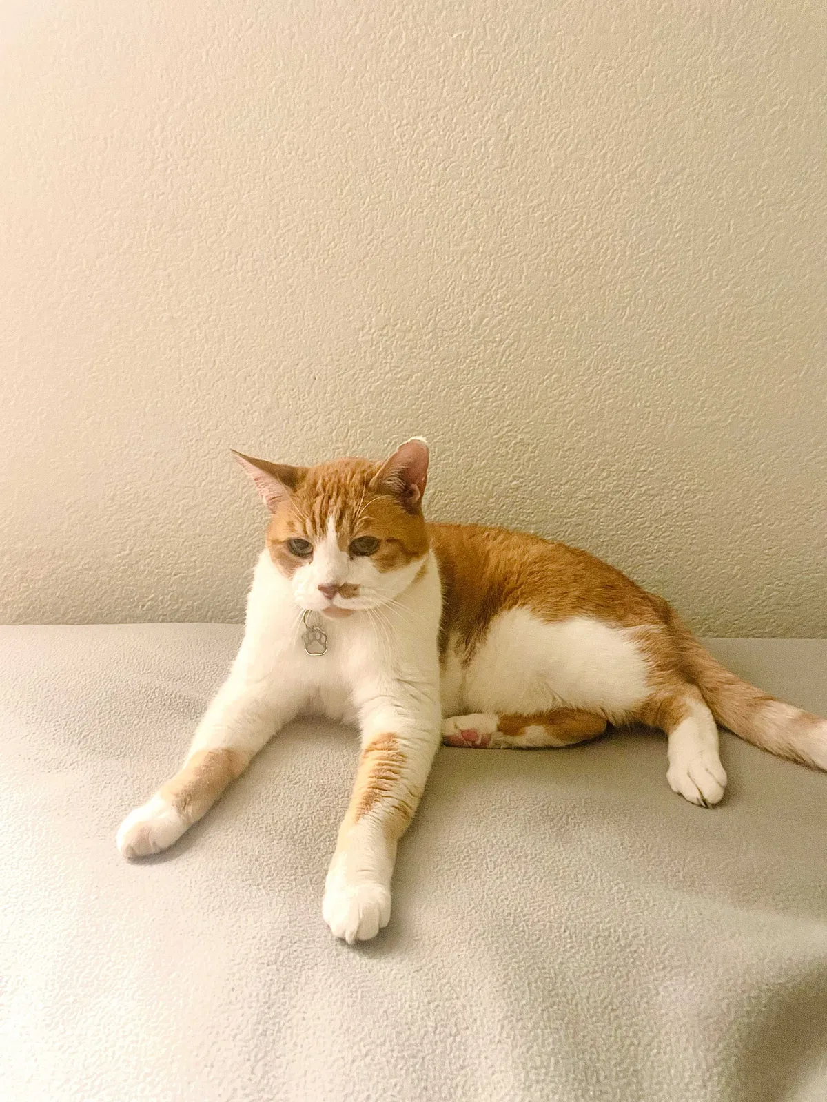 Lost cat in Sacramento, CA, 95820