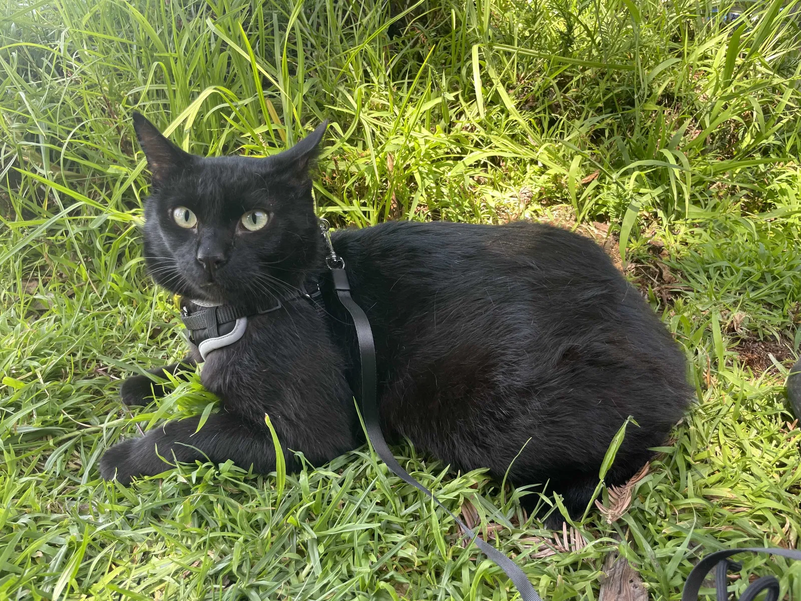 Lost cat in Oakland, CA, 94612