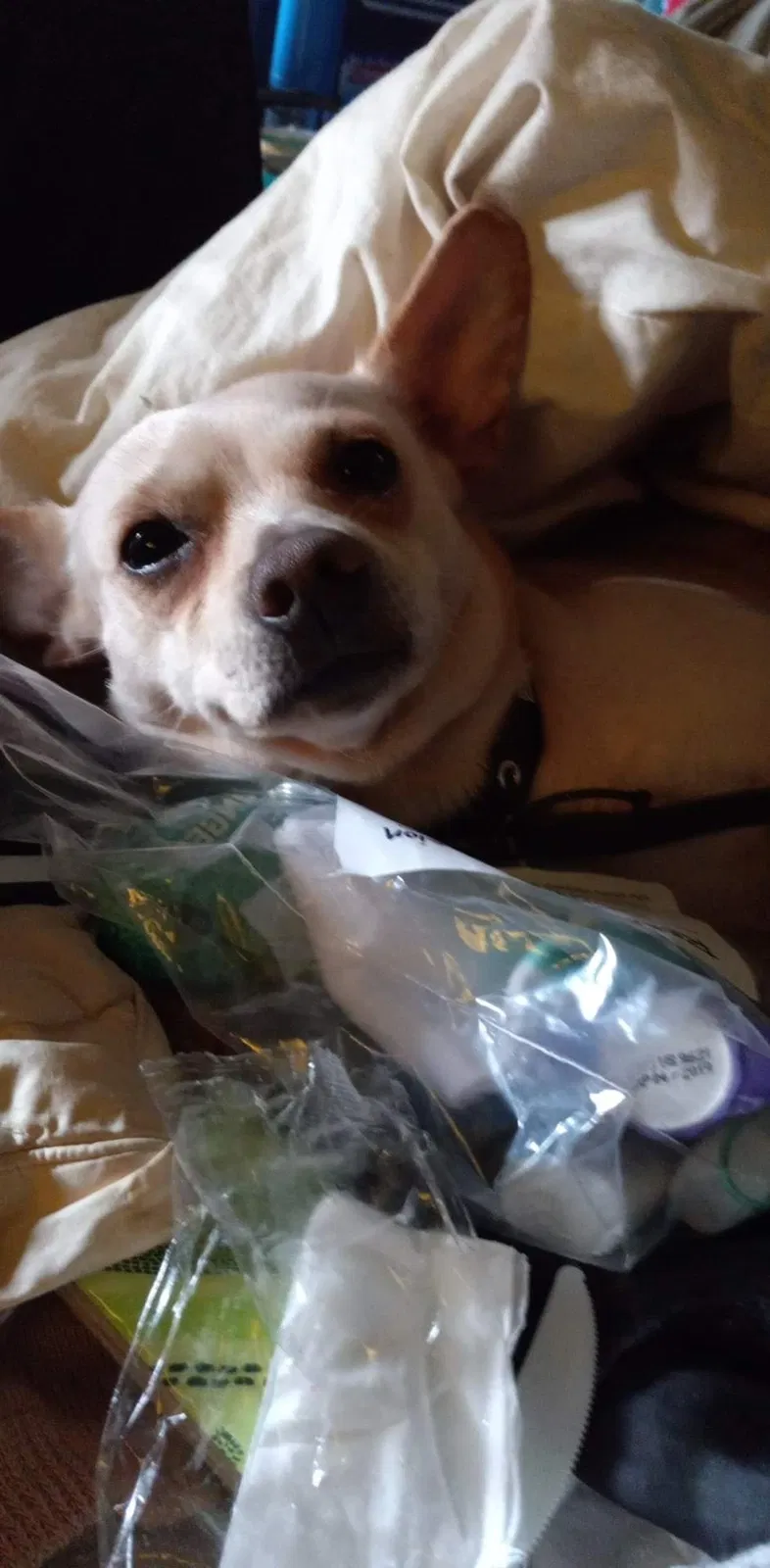 Lost dog in Macon, GA, 31206