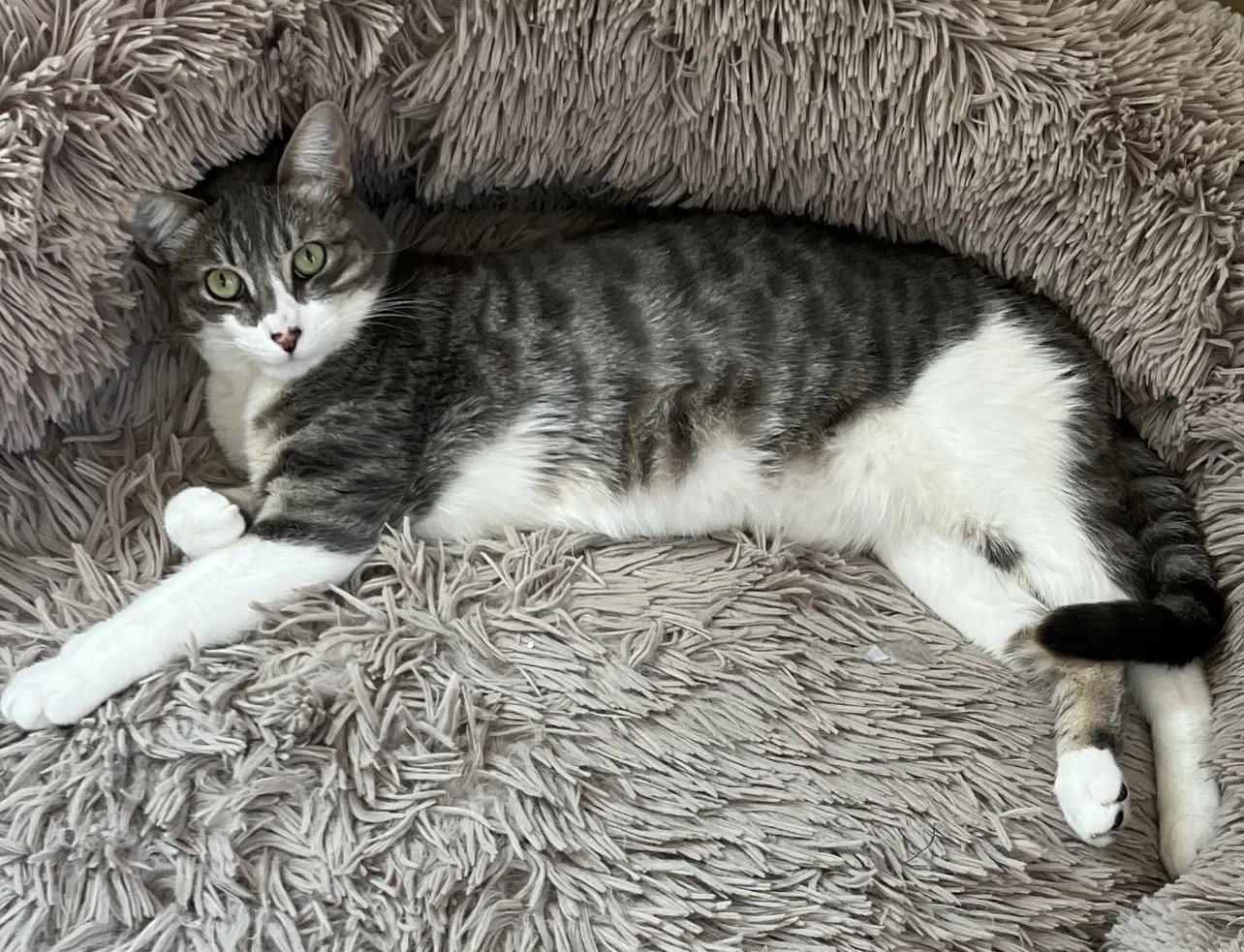 Lost cat in Livermore, CA, 94551