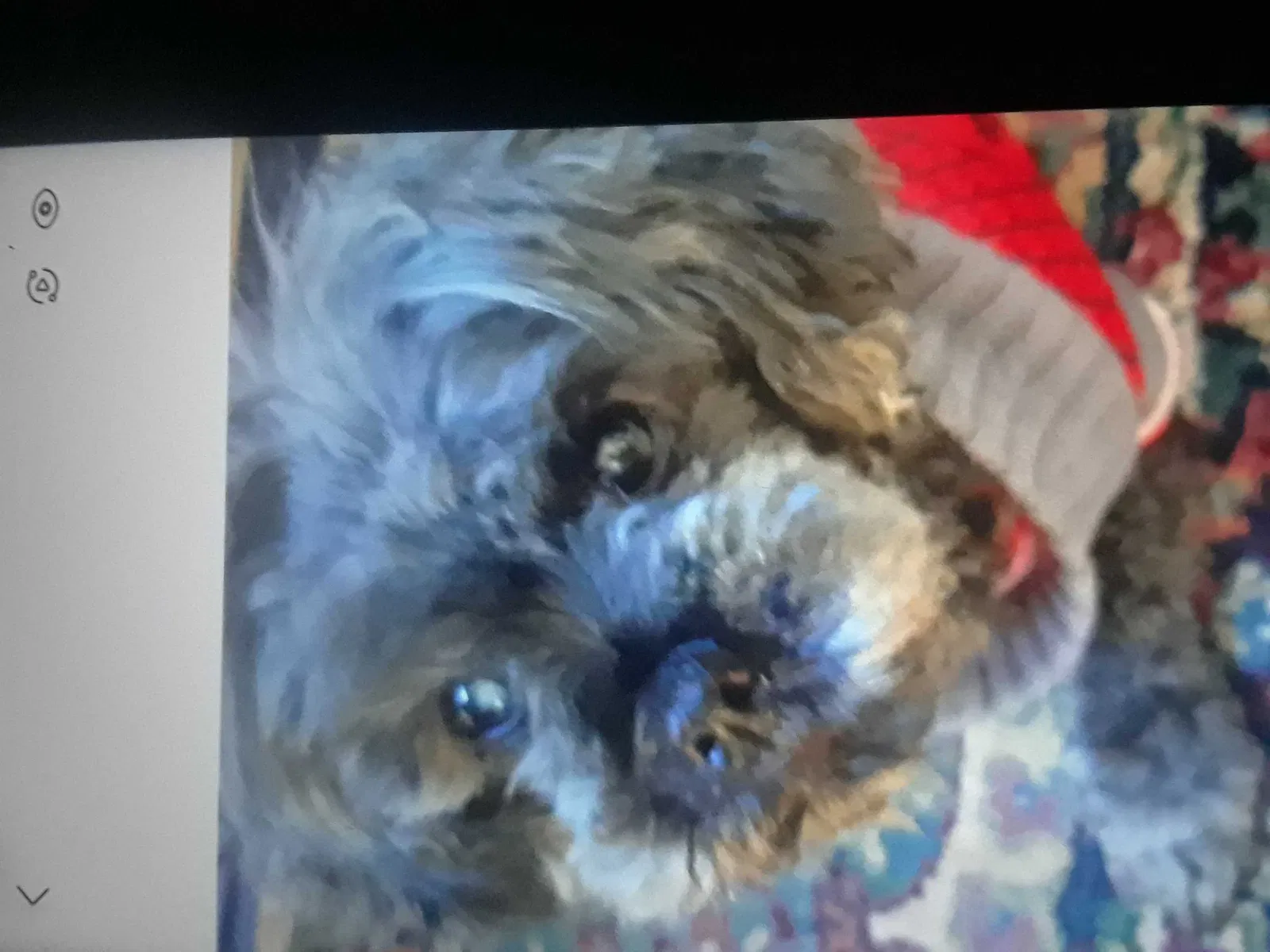 Lost dog in Atlanta, GA, 30360