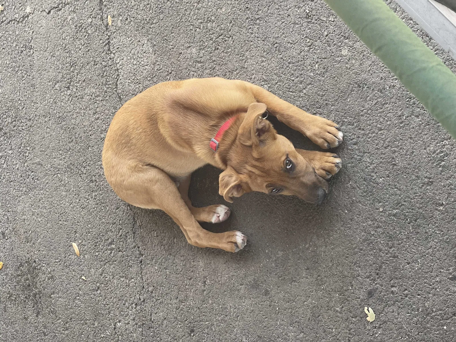 Lost dog in George West, TX, 78022