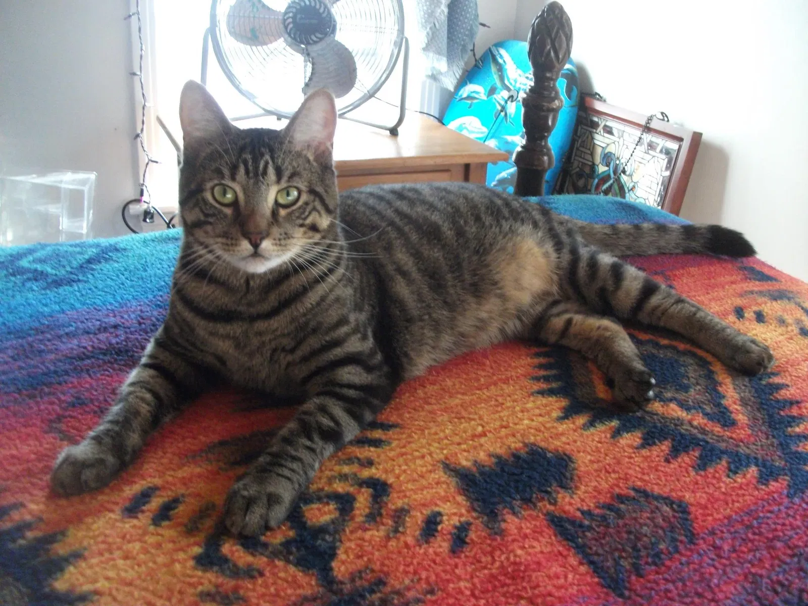 Lost cat in Bunnell, FL, 32110