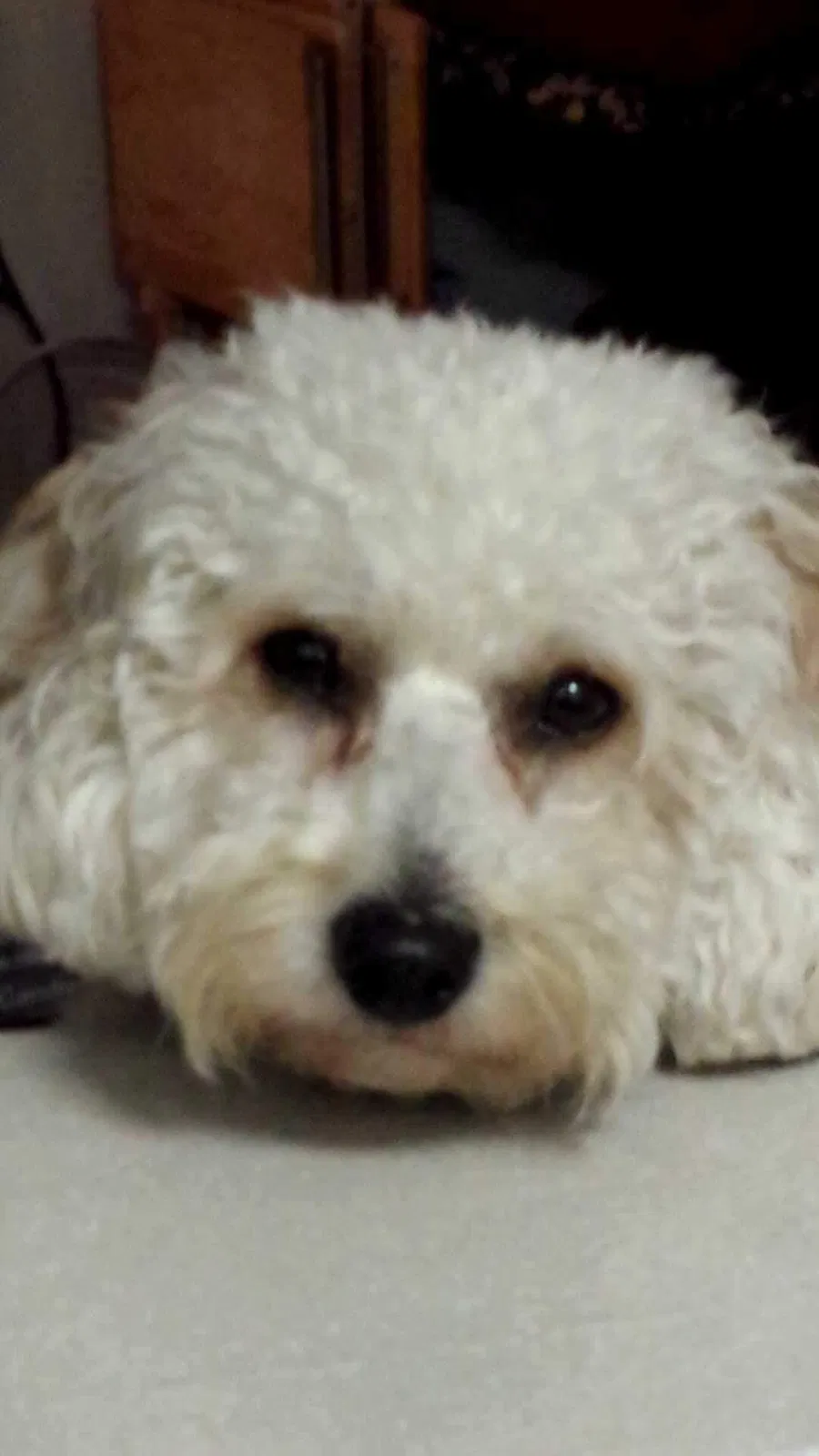 Lost dog in Redlands, CA, 92374