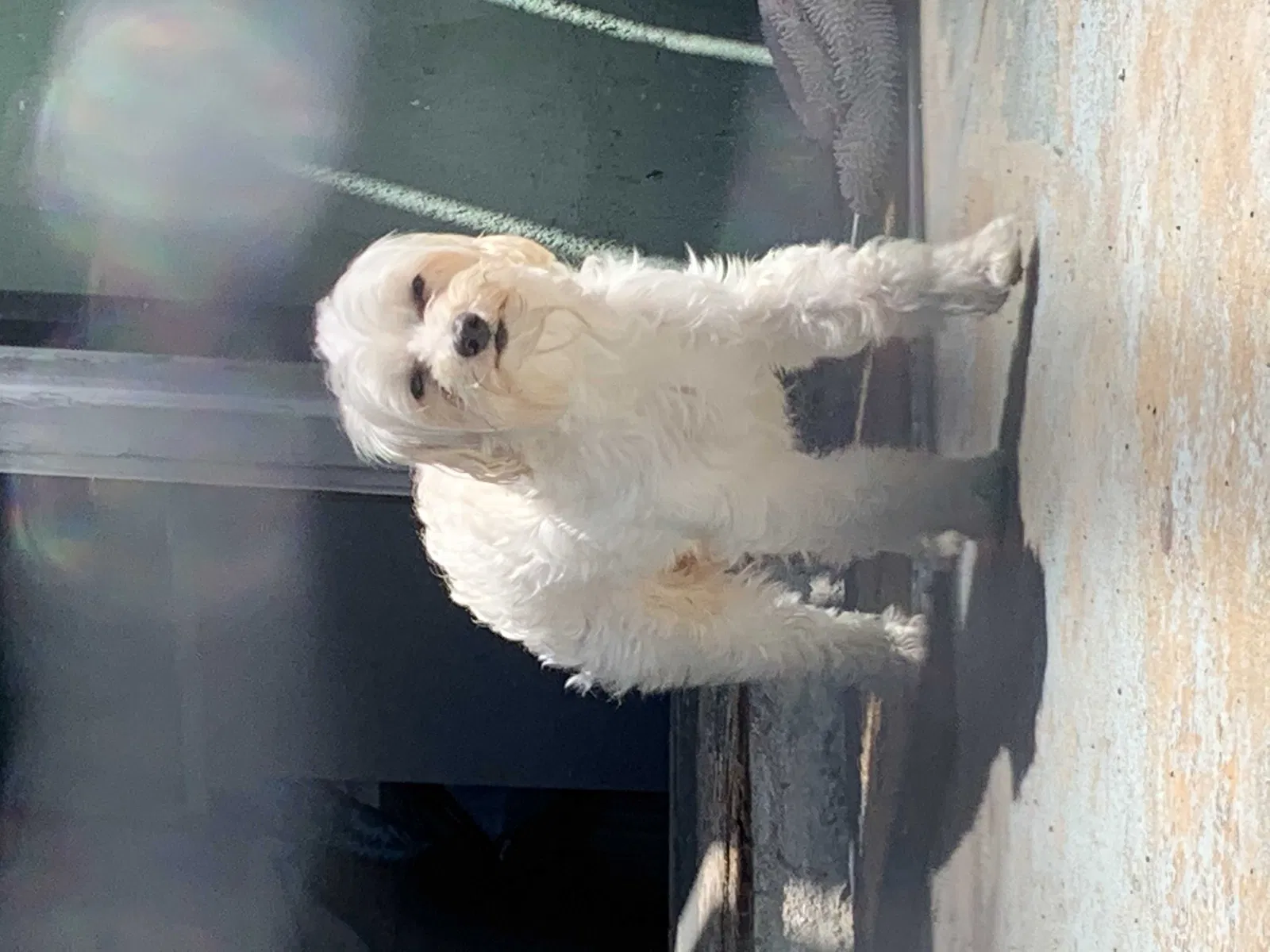 Lost dog in Huntington Park, CA, 90255