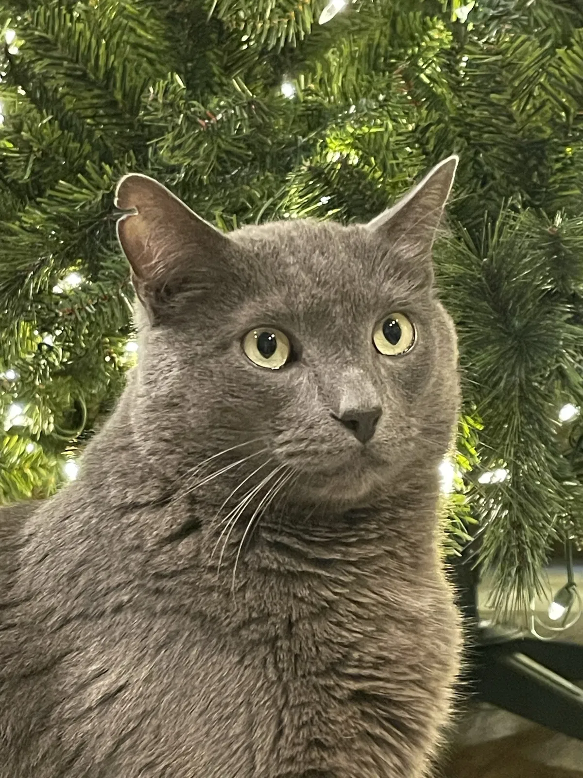 Lost cat in Catoosa, OK, 74015