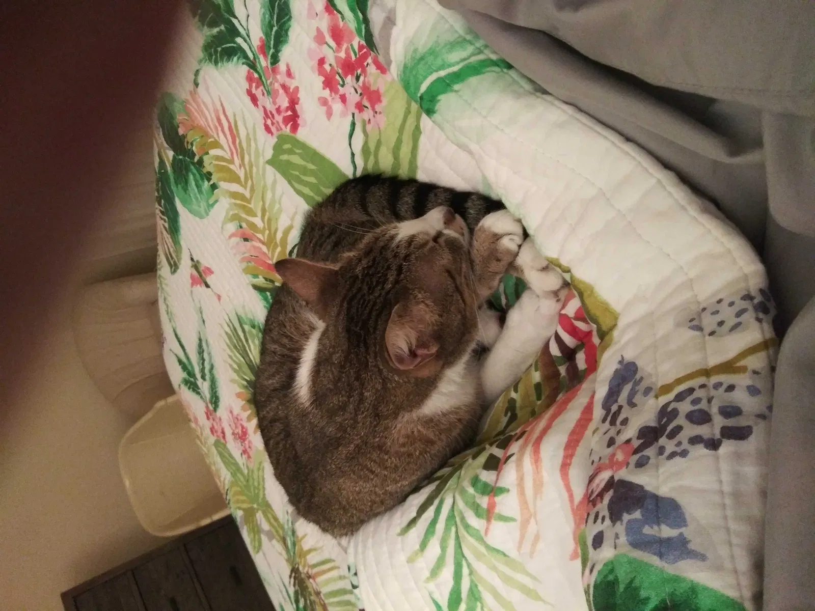 Lost cat in Boynton Beach, FL, 33436