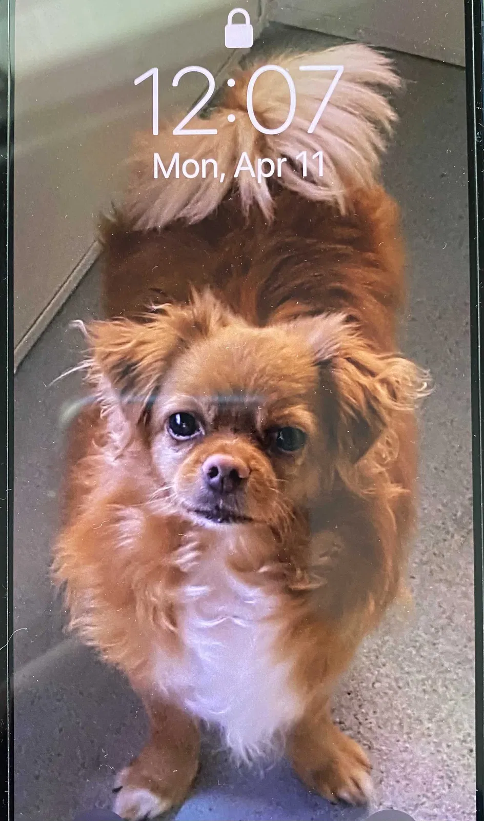 Lost dog in Houston, AL, 35572