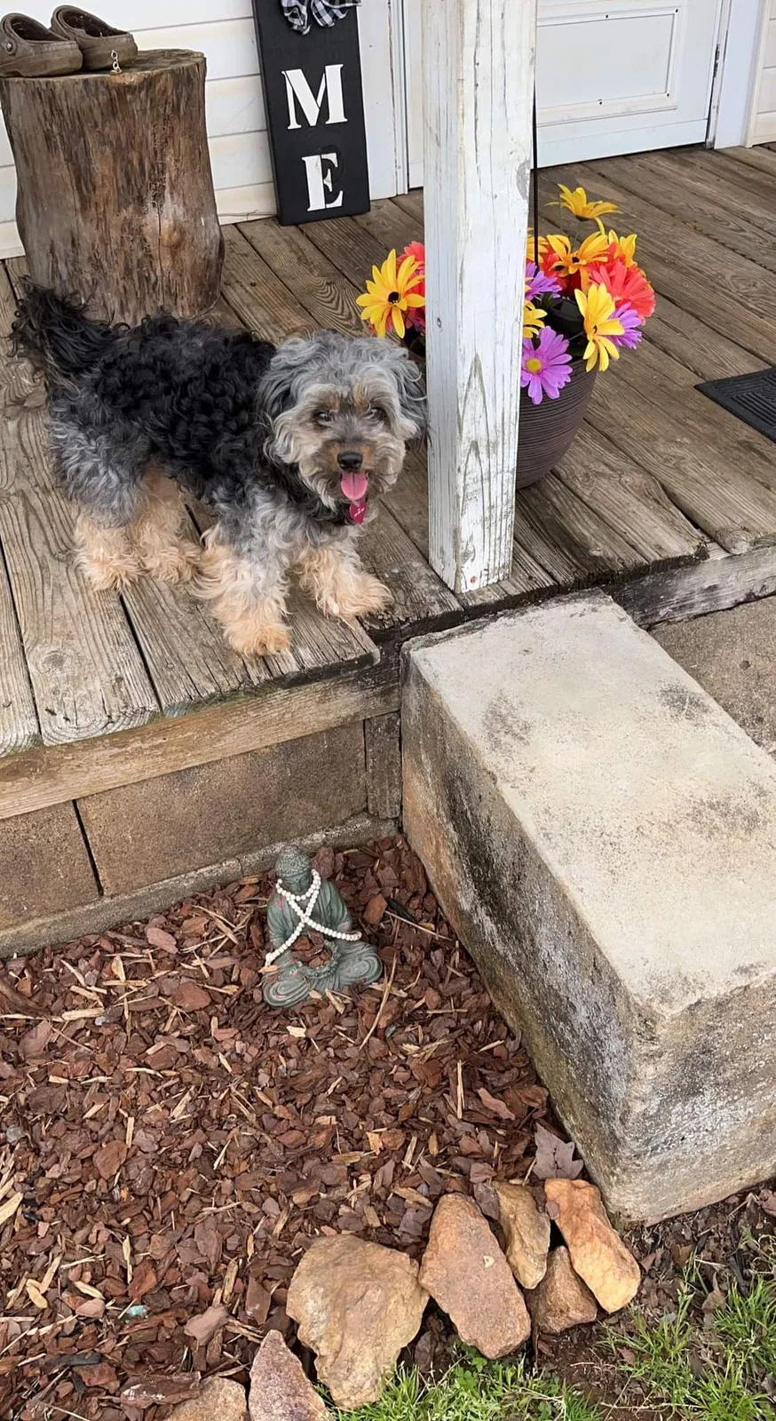Lost dog in Winston Salem, NC, 27108