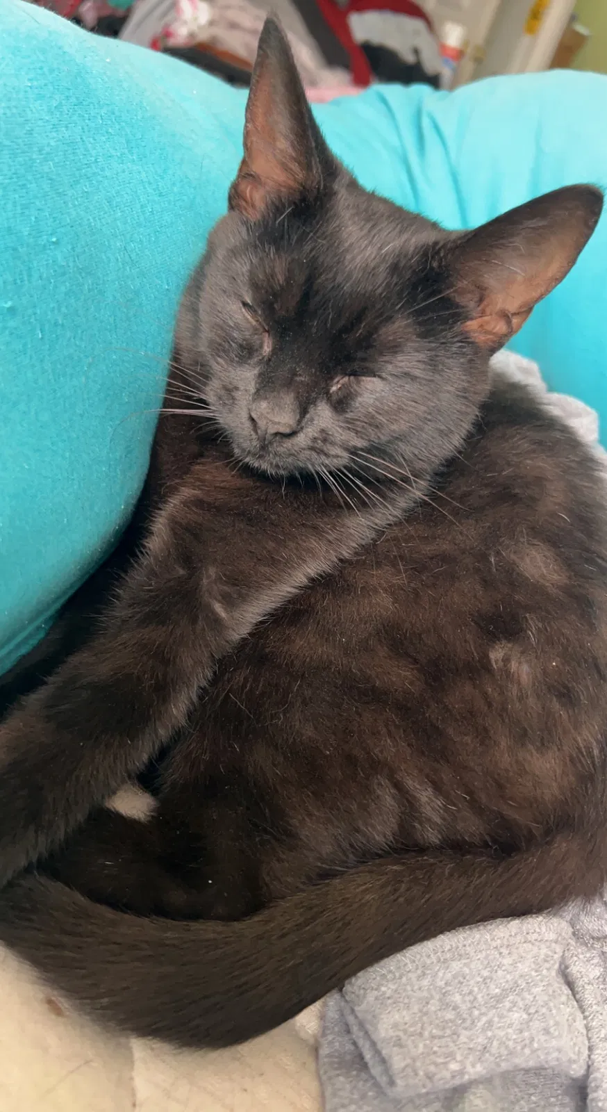 Lost cat in Fayetteville, NC, 28303