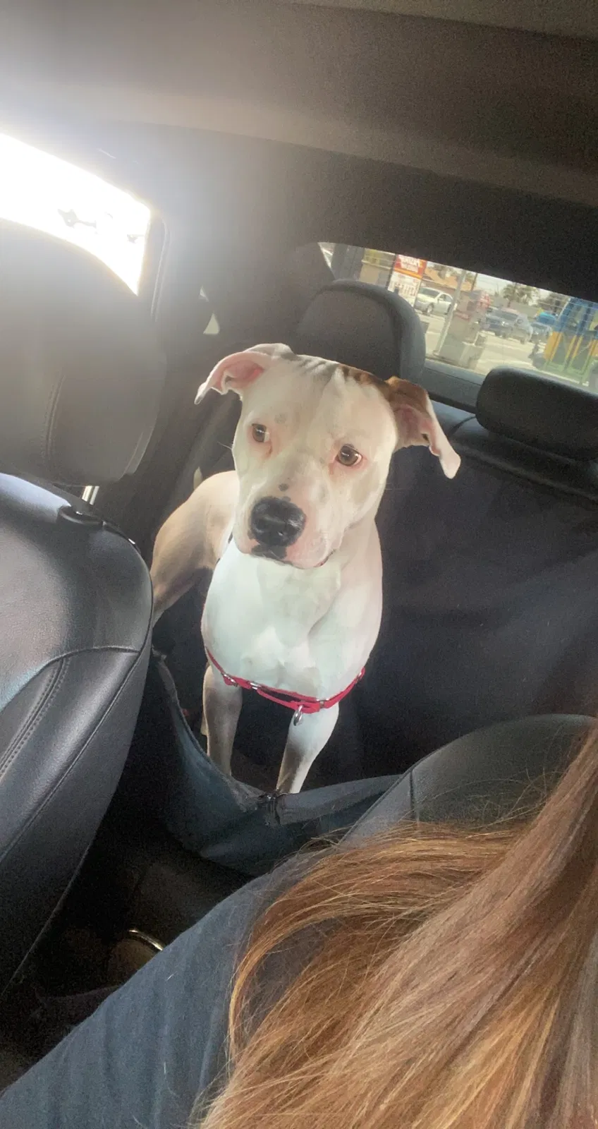 Lost dog in Bakersfield, CA, 93313