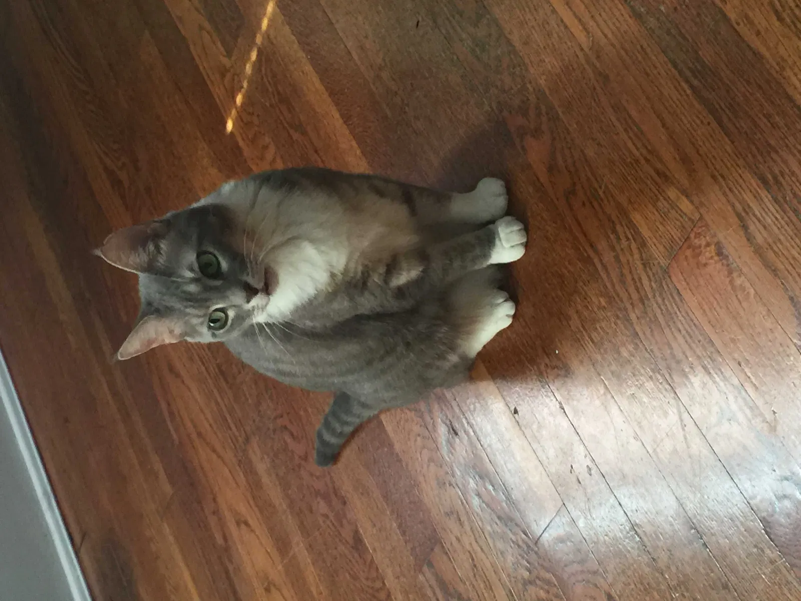 Lost cat in Fayetteville, NC, 28301