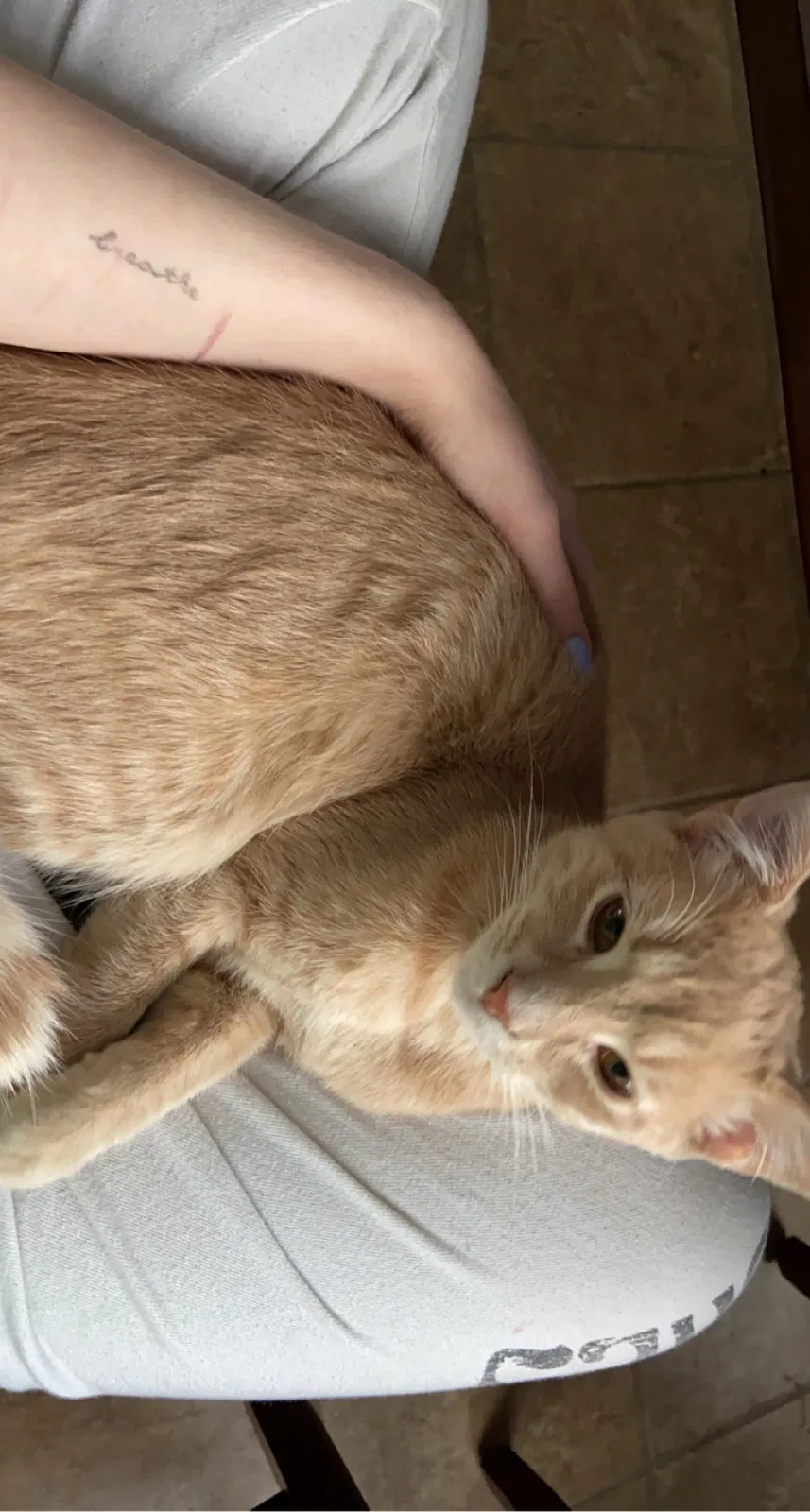 Lost cat in Indianapolis, IN, 46236
