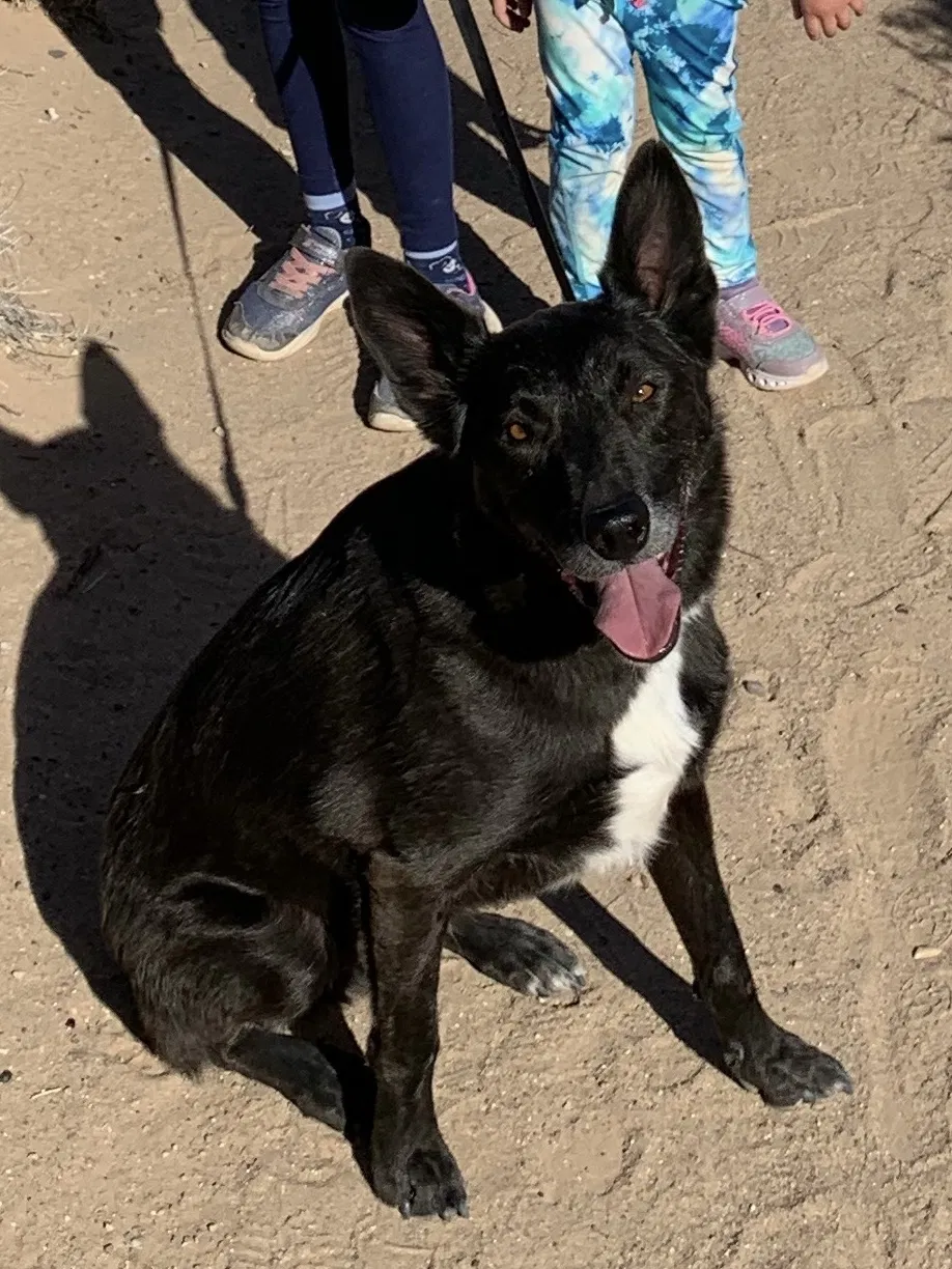 Lost dog in Rio Rancho, NM, 87124