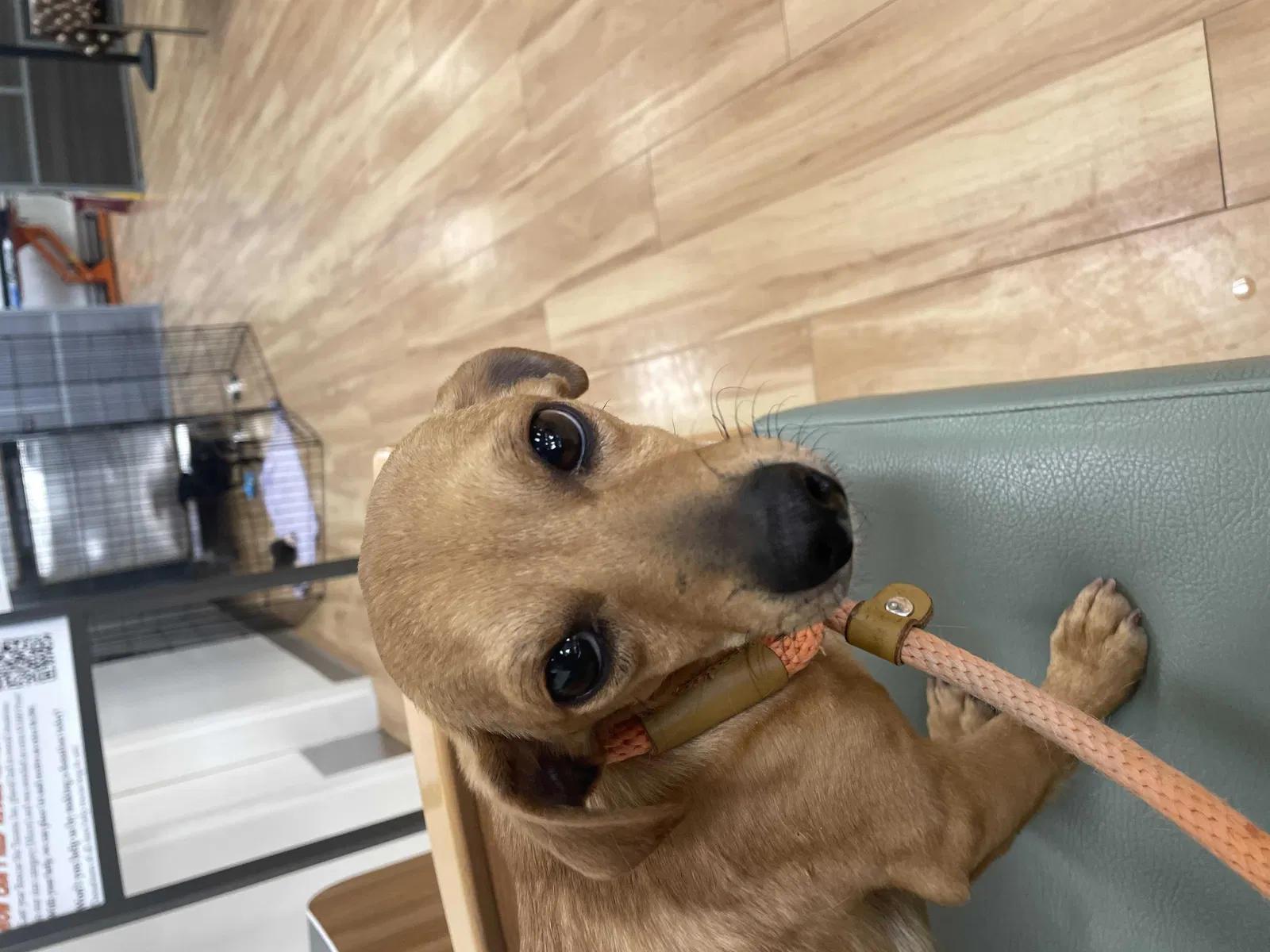 Lost dog in Phoenix, AZ, 85032