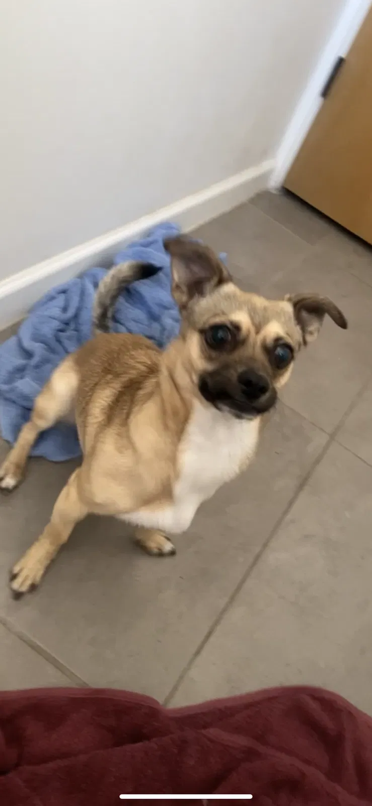 Lost dog in Tucson, AZ, 85711