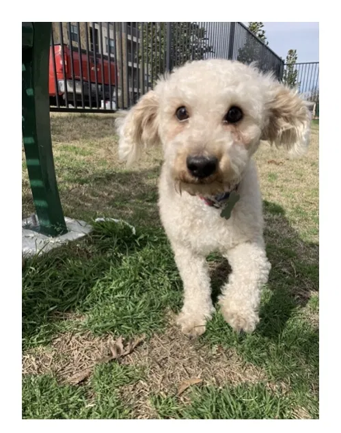 Lost dog in Houston, TX, 77073