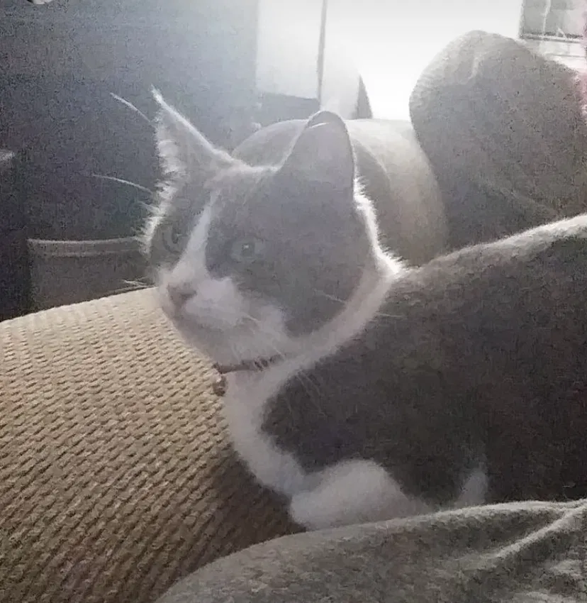 Lost cat in Bloomington, CA, 92316