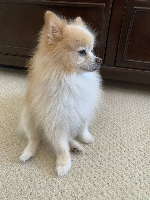 Lost dog in San Marcos, CA, 92069