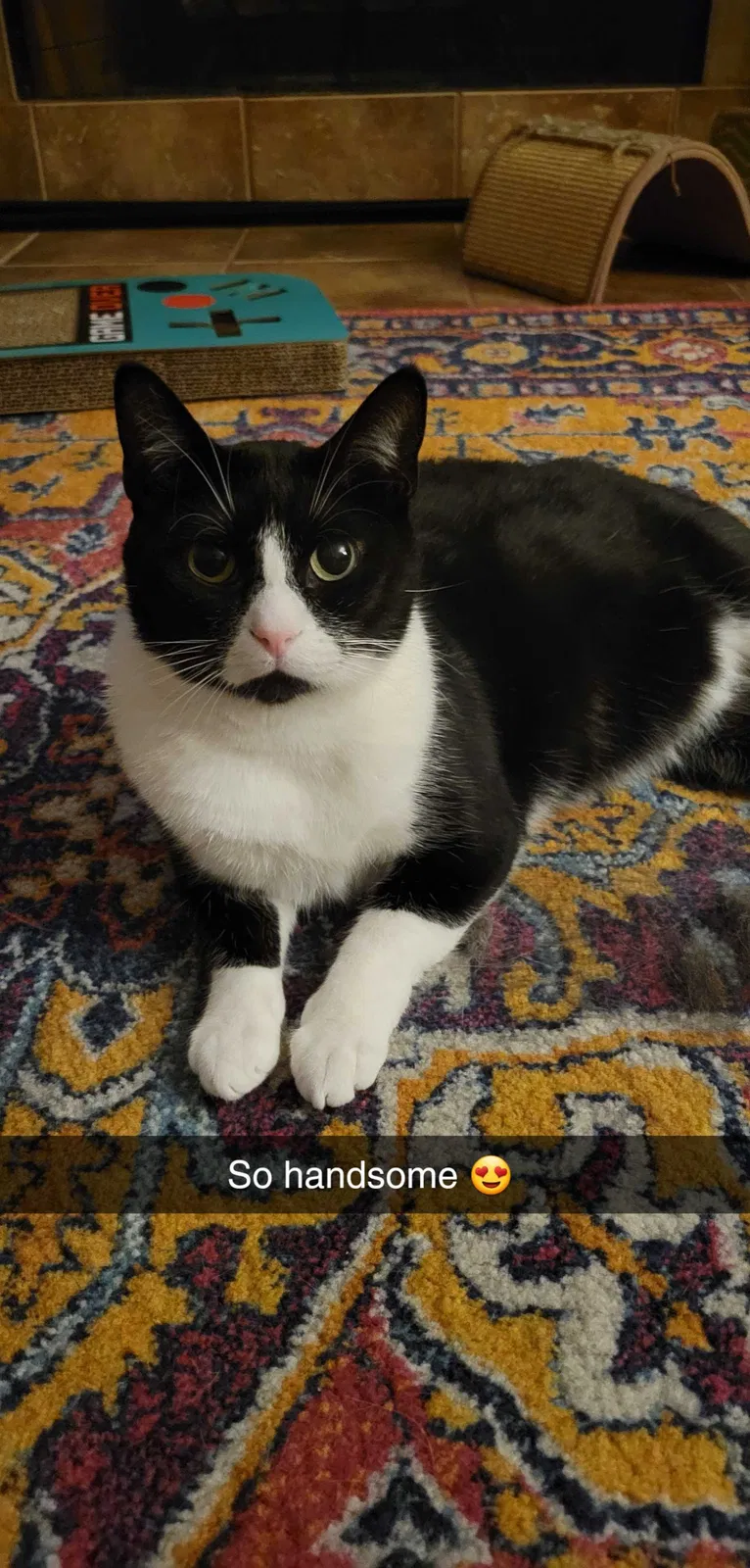 Lost cat in Brandon, MS, 39047