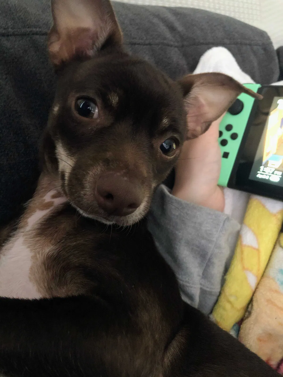 Lost dog in Hollywood, FL, 33023