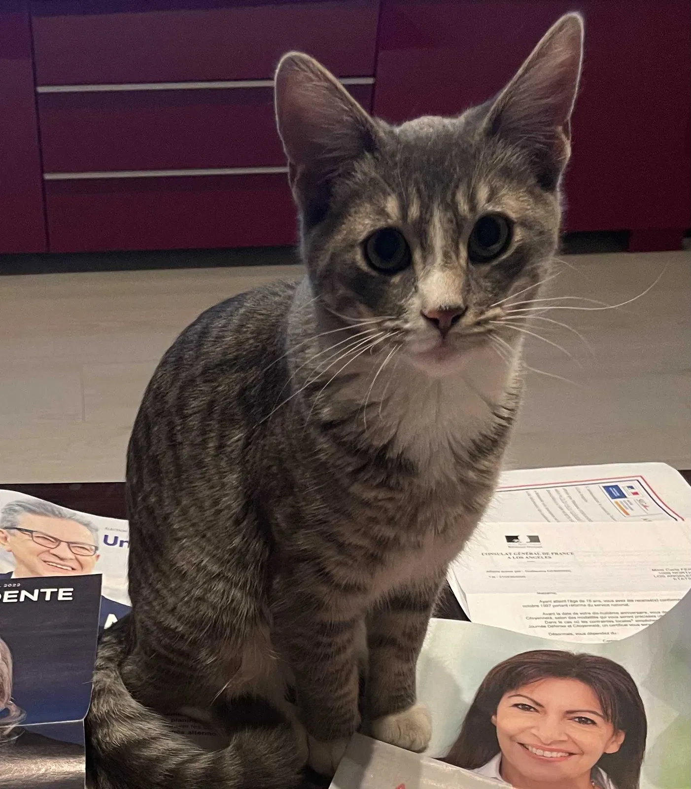 Lost cat in Los Angeles, CA, 90042