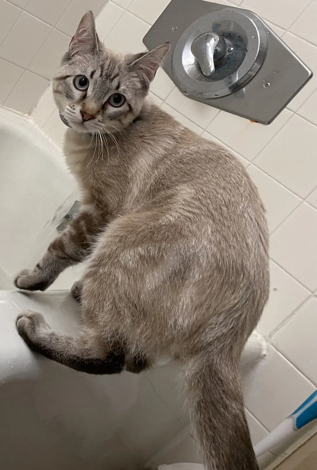 Lost cat in La Palma, CA, 90623